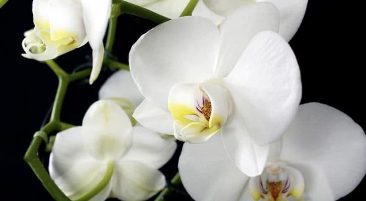 «Моя орхідея цвіте, як божевільна». Ділюсь слушними порадами