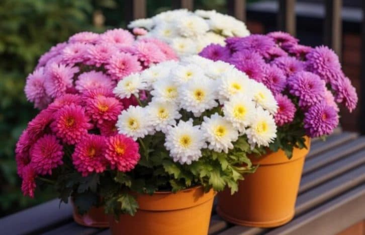 Можна черешкувати навіть з букета: як легко вкоренити хризантему