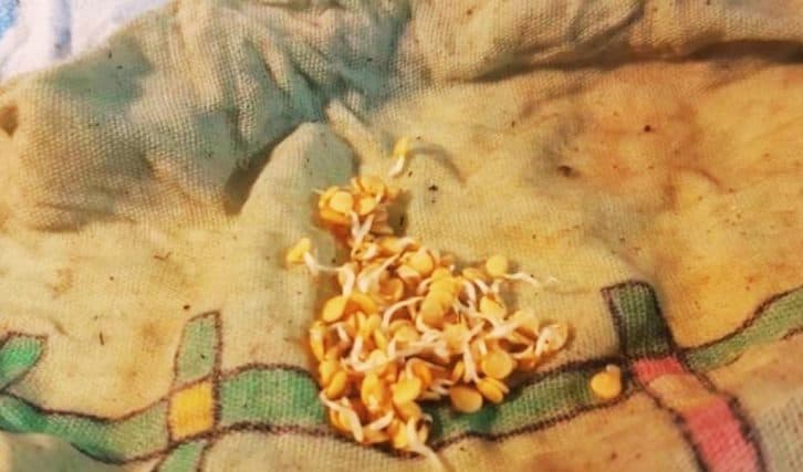 На 5-й день вже будуть сходи! Найлегший посів перцю