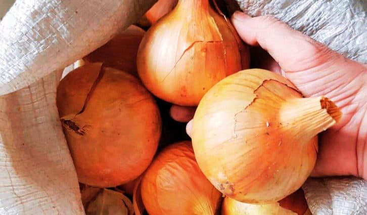 Не гнитиме і ростиме: як правильно зберігати цибулю в квартирі