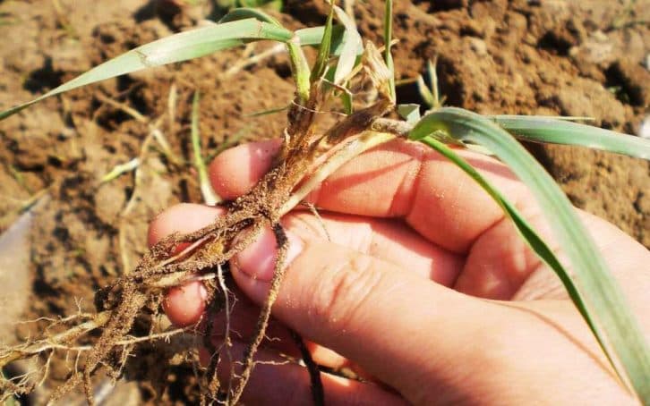 Незабаром знадобляться. 5 дієвих способів позбутися пирію