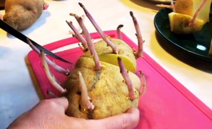 Незвичайний спосіб посадки картоплі. Урожайність буде вищою у 10 разів