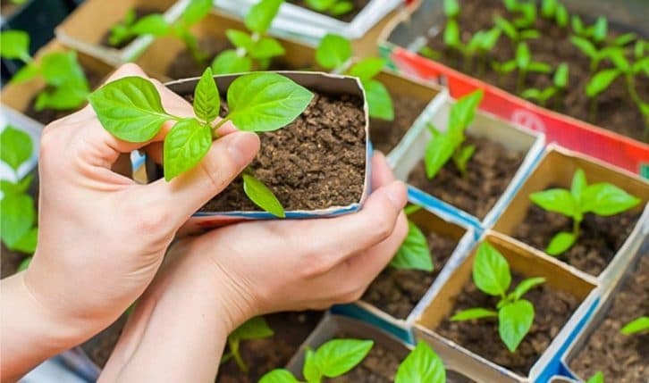 Новий та ефективний спосіб посадки перцю на розсаду. Урожай буде вищим у 10 разів
