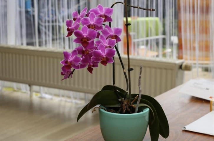 Орхідея випустила у 5 разів більше квітконосів. 100% натуральним підживленням поділяюся з вами