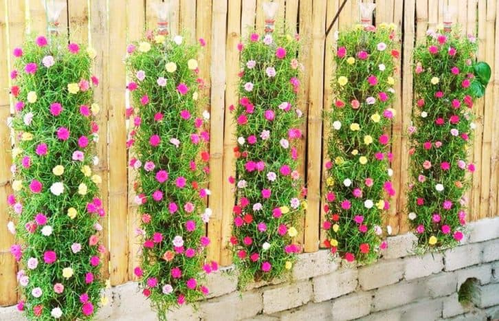 Розкішний вертикальний сад. Розповідаю як його зробити із звичайних пляшок