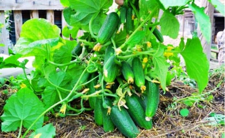 Саджу огірки насінням у ґрунт і не шкодую. Ділюсь нюансами вирощування