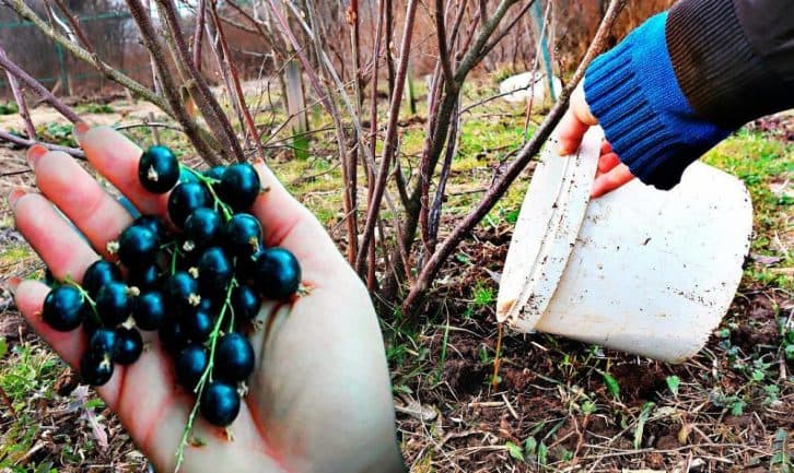 Смородина у мене росте розміром із вишню. Допомагає недороге підживлення