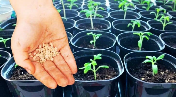 Висаджую розсаду тільки так: стебла не витягуються і коріння потужне