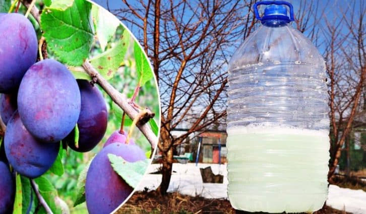 Чим обробити сливу на початку весни, щоб урожай був чудовим. Кошти на всі випадки