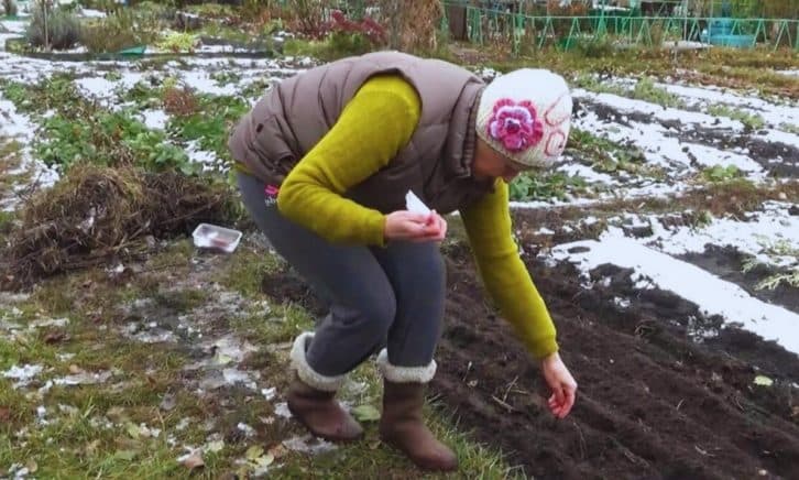 7 рослин, які можна посадити вже на початку березня. Садівники беріть на замітку