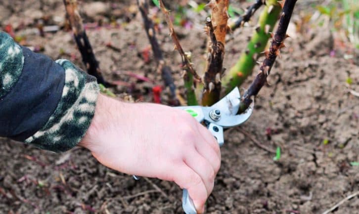 Бутони 100% будуть великими: як правильно обрізати троянди навесні