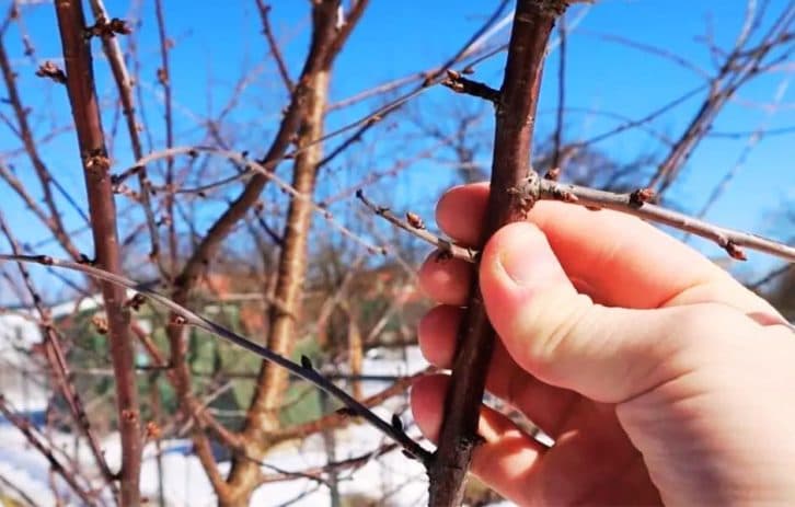 Чому ніхто не розповідає про це? Така обробка плодових дерев дає 50% до врожаю.