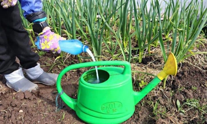 Чим на початку квітня підгодувати часник, щоб листя не жовтіло і врожай був відмінним