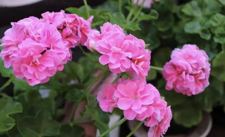 Чим на початку весни підгодувати герань, щоб на ній швидко з’явилися бутони? Ділюсь особливим підживленням