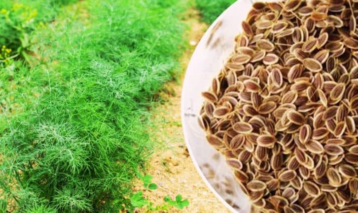Чим перед посадкою обробити насіння кропу, щоб отримати чудові сходи