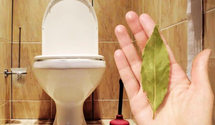 Для чого розумні господині кидають лаврове листя в унітаз. Ділюсь хитрістю