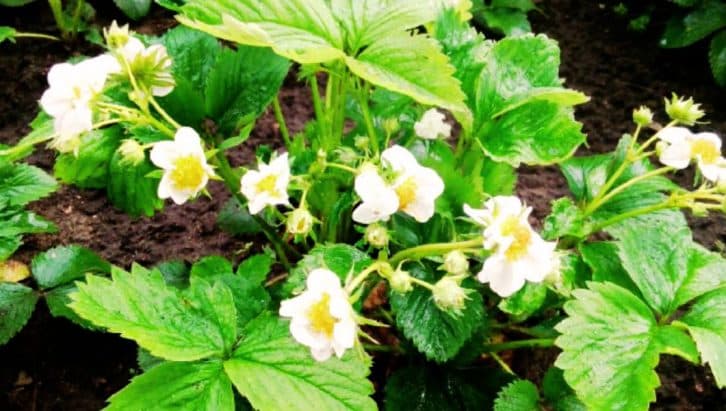 Годую полуницю, як голландські фермери: цвіте суцільним килимом і ягоди в 2 рази більші, ніж зазвичай