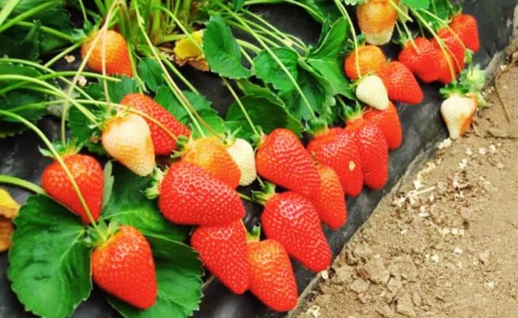 Ягода буде солодкою та великою. 5 важливих етапів підживлення полуниці навесні та один супер-засіб