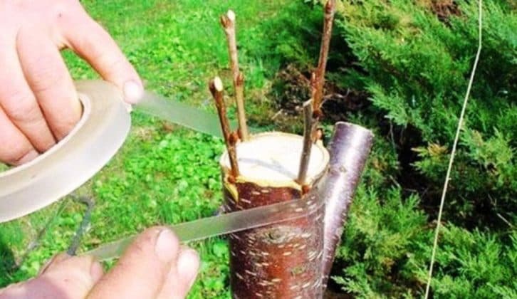 Як правильно прищепити дерево навесні, щоби все прижилося і давало плоди. Поради дослідного садівника