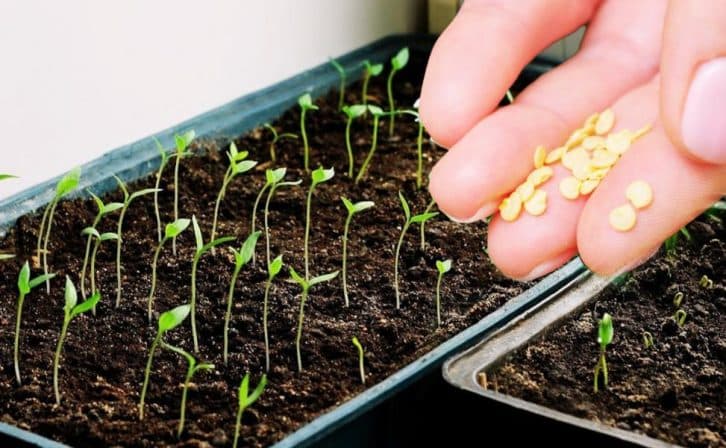 Як прискорити проростання насіння перцю: ділюся перевіреним засобом