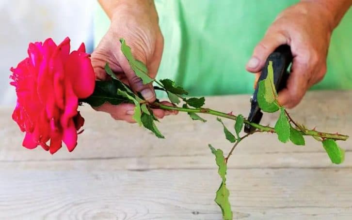 Як укоренити троянду з подарованого букета: спробувала та не пошкодувала. Тепер весь сад у трояндах