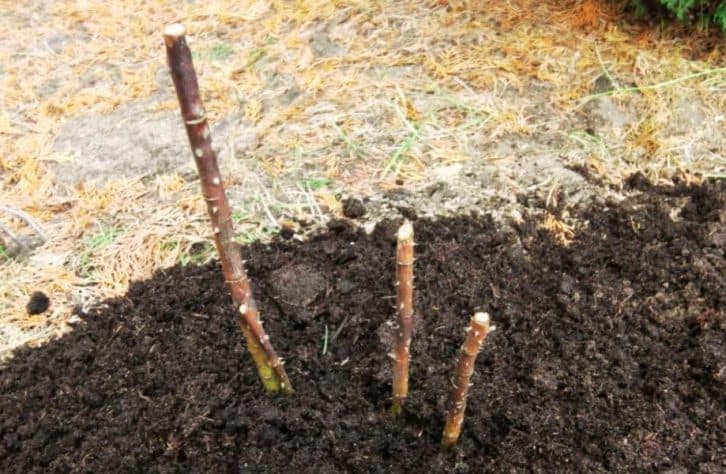 Як врятувати кущ троянд, якщо він постраждав від заморозків. 7 важливих порад