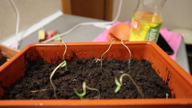 Якщо розсада витягнулася роблю, як бабуся вчила. Такому способу рівних немає