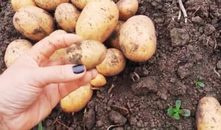 Найкращий сорт картоплі. Хвалять усі сусіди та рідні. Невибагливий, а врожай із 1 пакету більше 50 кг