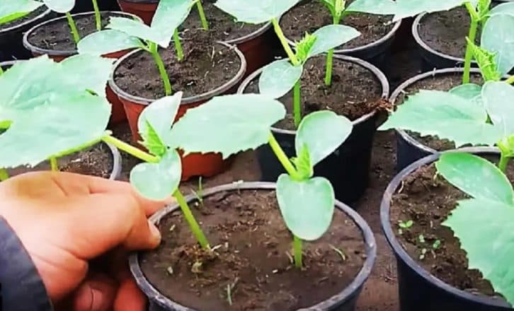 Навіщо гній, якщо є вівсянка? Моя розсада завжди міцна і товста від такого підживлення