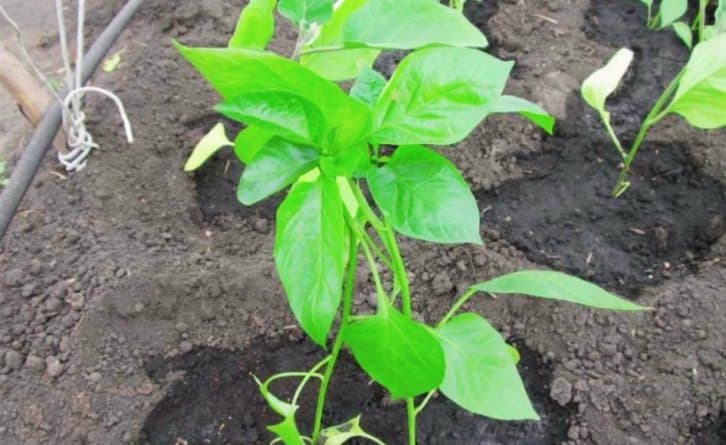 Нині кожен кущ перцю завалює мене врожаєм! Роздаю всім родичам і ще лишається