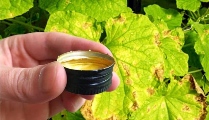 Обробіть листя огірків цією сумішшю і вони більше ніколи не жовтітимуть і сохнуть