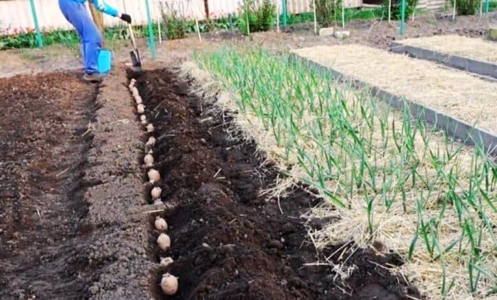 Огородники, запам’ятайте раз і назавжди: що не можна садити після картоплі та що можна