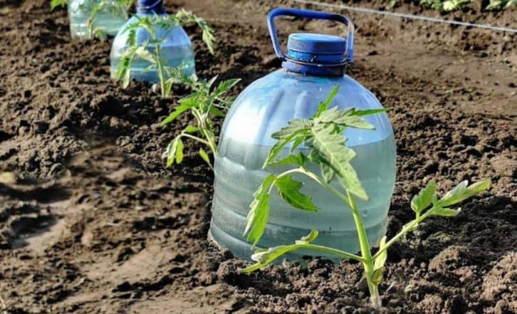Поливаю город тільки так. Найпростіший краплинний полив із пластикових пляшок для відмінного врожаю.