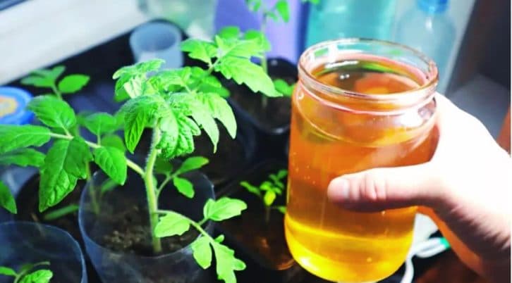 Поливаю розсаду лушпинням від цибулі та цукром: тепер стебло товсте і листя яскраве