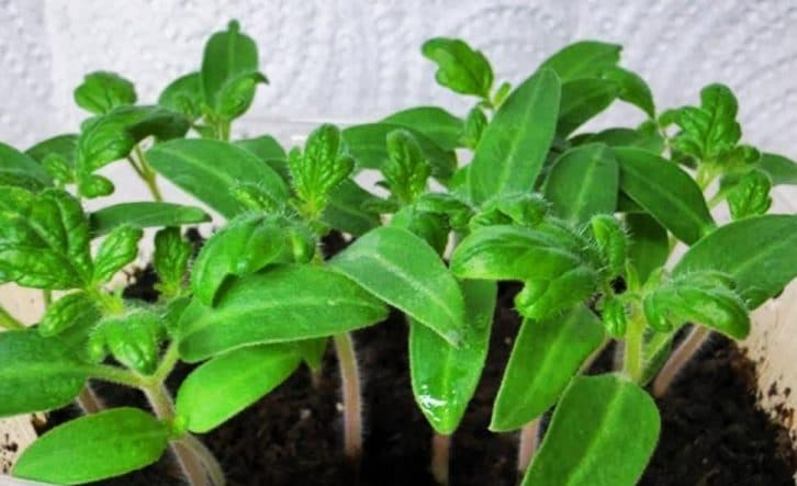 Поливаю цим розчином розсаду, щоб росла в широчину і не витягувалася. Через пару днів рослину не впізнаєте