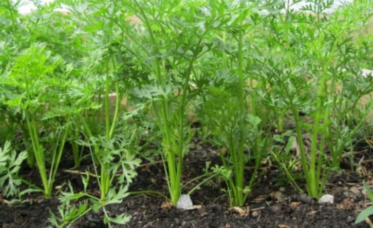 Посійте моркву таким чином і вам не потрібно її проріджувати. Легкий та швидкий спосіб