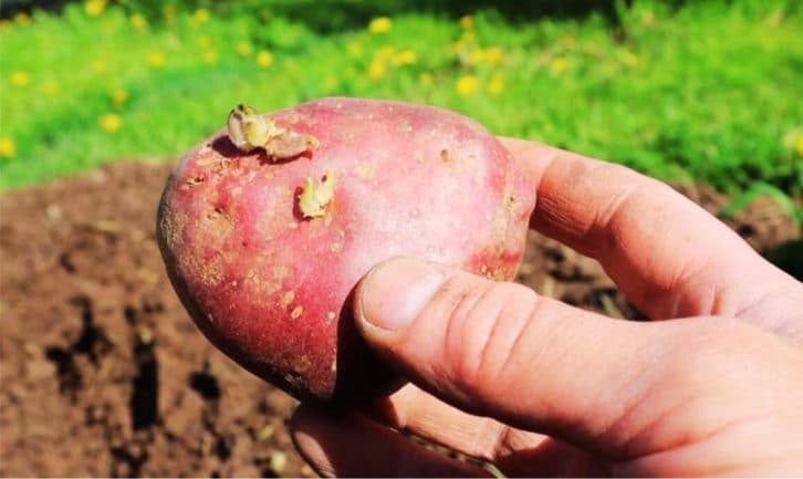 Роблю суху суміш із золи та ще одного інгредієнта та кладу в лунку. Картопля росте «на ура» і шкідники не турбують