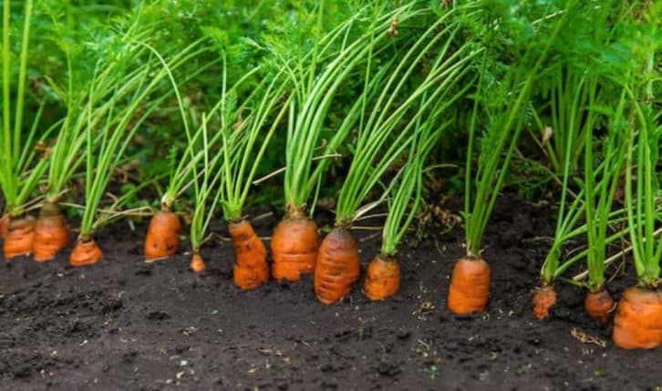 Розкидайте між грядками з морквою цей порошок і вона 100% виростить великою і рівною