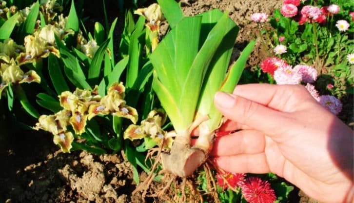 Що обов’язково потрібно зробити з ірисами, щоб у наступному році вони цвіли ще краще