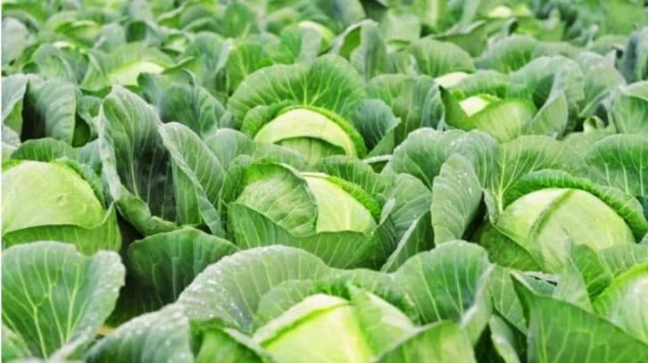 Щороку обприскую капусту саморобним розчином: шкідники більше не турбують і відмінний урожай