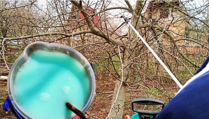 Шкідники та хвороби обійдуть стороною. Розповідаємо, чим потрібно обробити плодові дерева навесні