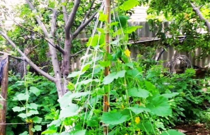 Тепер саджаю огірки тільки так: на ділянці займають мало місця та врожай збирати легко