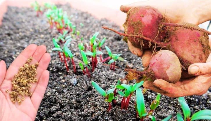 Урожаю позаздрять усі сусіди. Ось що ви повинні знати про вирощування буряків