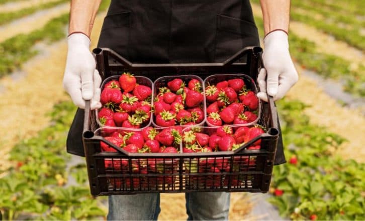 Усі сусіди вимагали, щоб я поділилася цим способом вирощування полуниці у горщиках. Мороки мінімум, а ягода росте шикарна