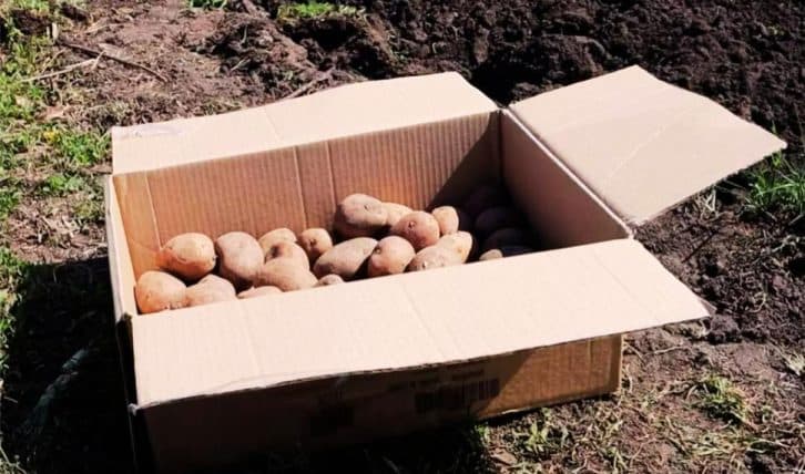 Відро картоплі з одного куща: завжди отримую чудовий урожай і навіть гній не додаю