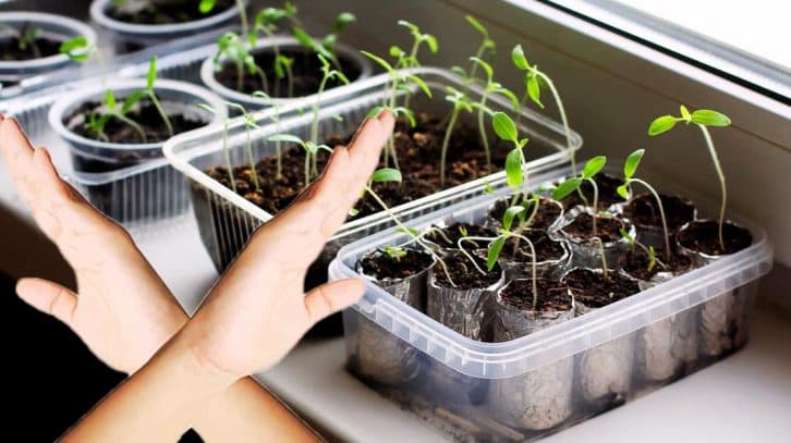 Вік живи і вчися вік: яку розсаду не можна ставити на підвіконня, щоб без урожаю не залишитися
