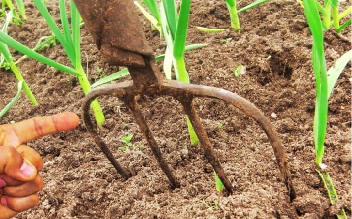 Вила на допомогу: як за допомогою цього інструменту збільшити врожай часнику в кілька разів