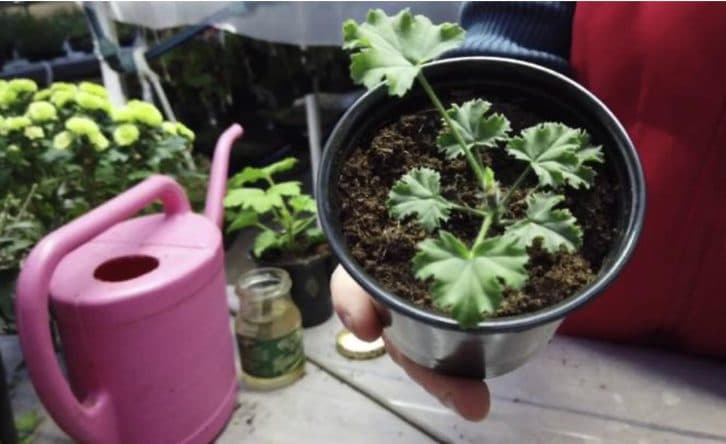 Витяглася пеларгонія? Досвідчений садівник навчив, як змусити її рости вшир і шапкою цвісти