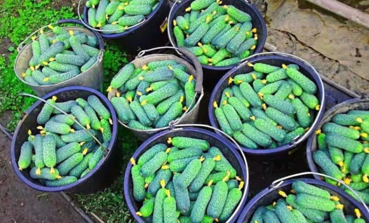 Заради цього сорту огірків я відмовляюся від усіх інших: такий урожайний, що сусідам роздаю