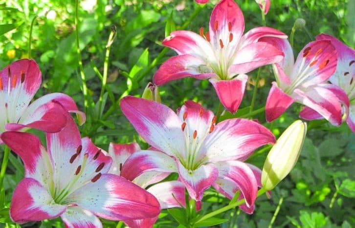 5 способів розмножити лілії, які дозволять виростити розкішний сад